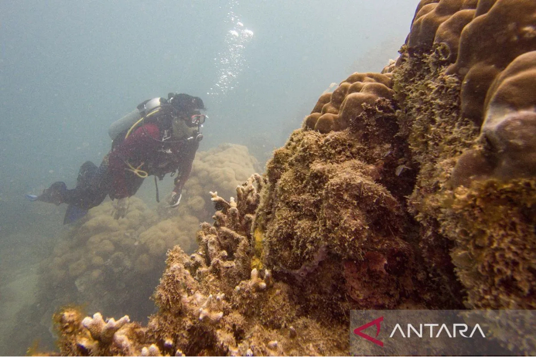 Indonesia strenghtens controls on cruise traffic to safeguard coral ecosystems