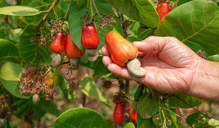 Cambodia cashew production grows 30% y-o-y
