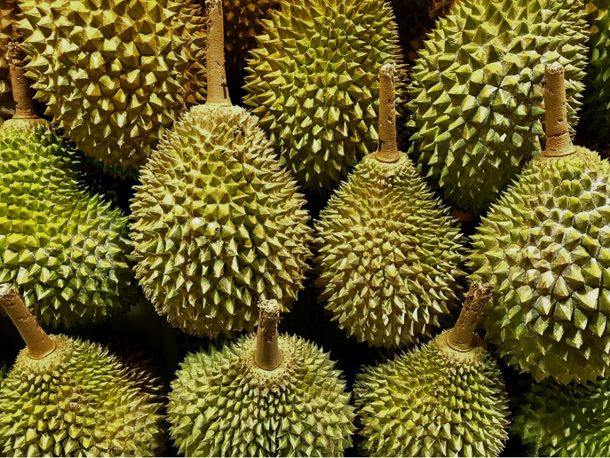 Illustration of Durian. (Wikimedia)